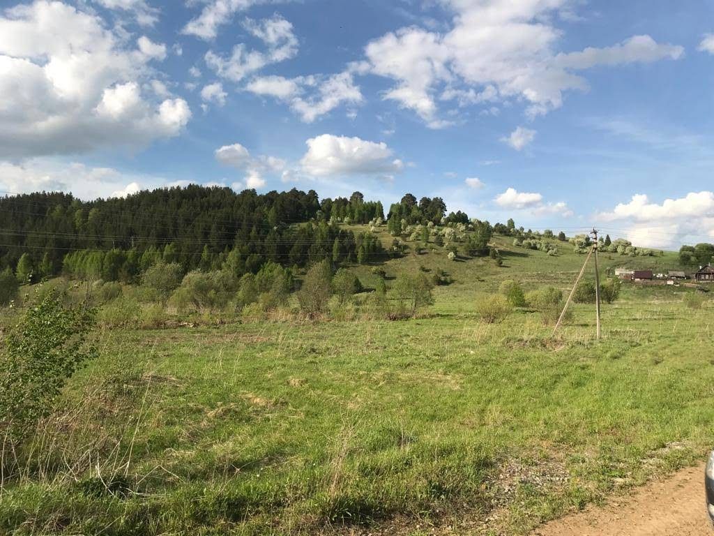 лес сосна сосновый сосновый бор. сосна обыкновенная белогорье. д сосново. деревня сосновая смолевичский район. вкс-кантри, посёлок сосновый бор.