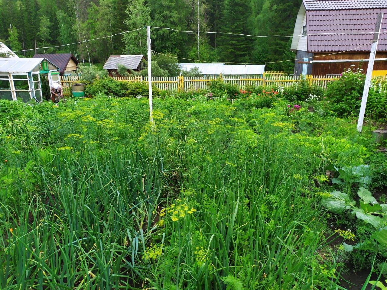 Снт красноярец. Малая Кускунка Красноярский край. СНТ красноярец 4 Красноярск. Трактовая 60 СНТ красноярец.