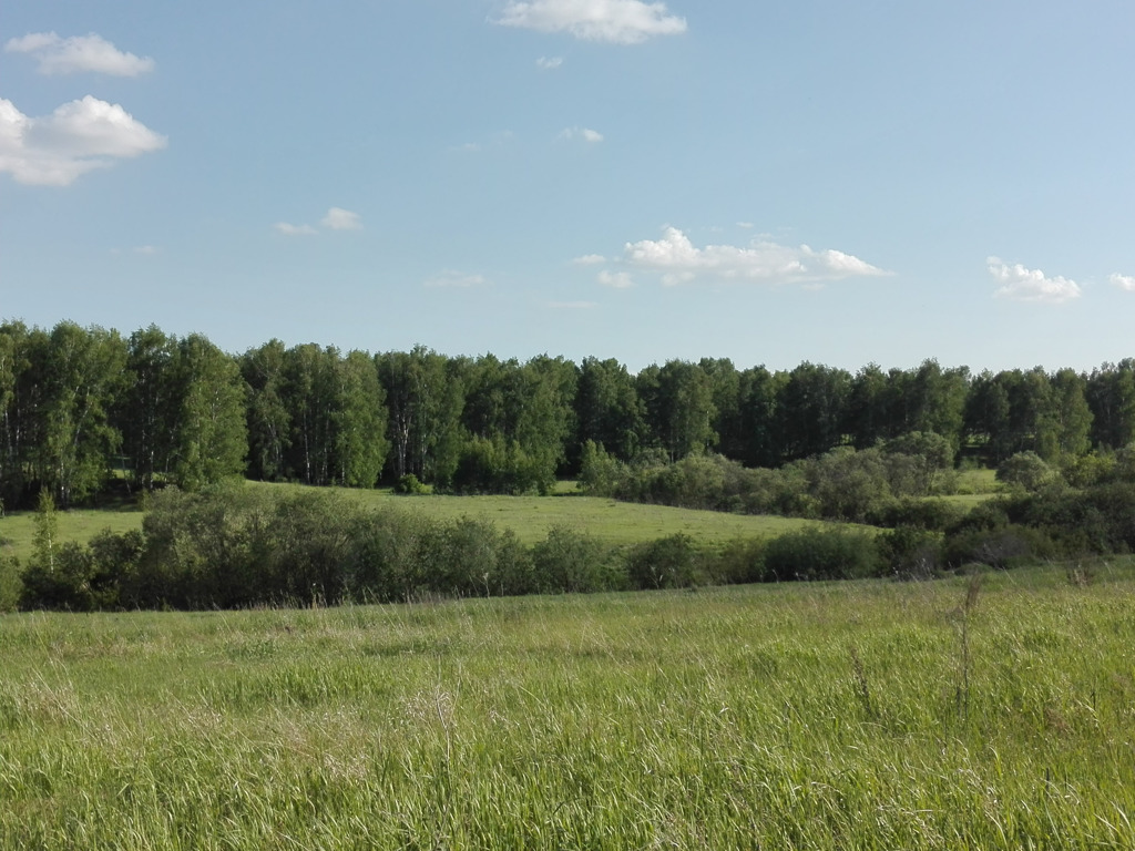 Участок новосибирская. Лес в Черепаново. Растения Черепановского района. Купить лес в Черепаново.