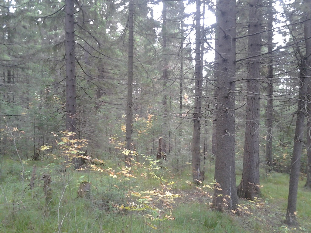нижнесергинский район свердловской области. купить участок нижние серги. участок нижние серги. лес нижние серги. 3 участок нижние серьги.
