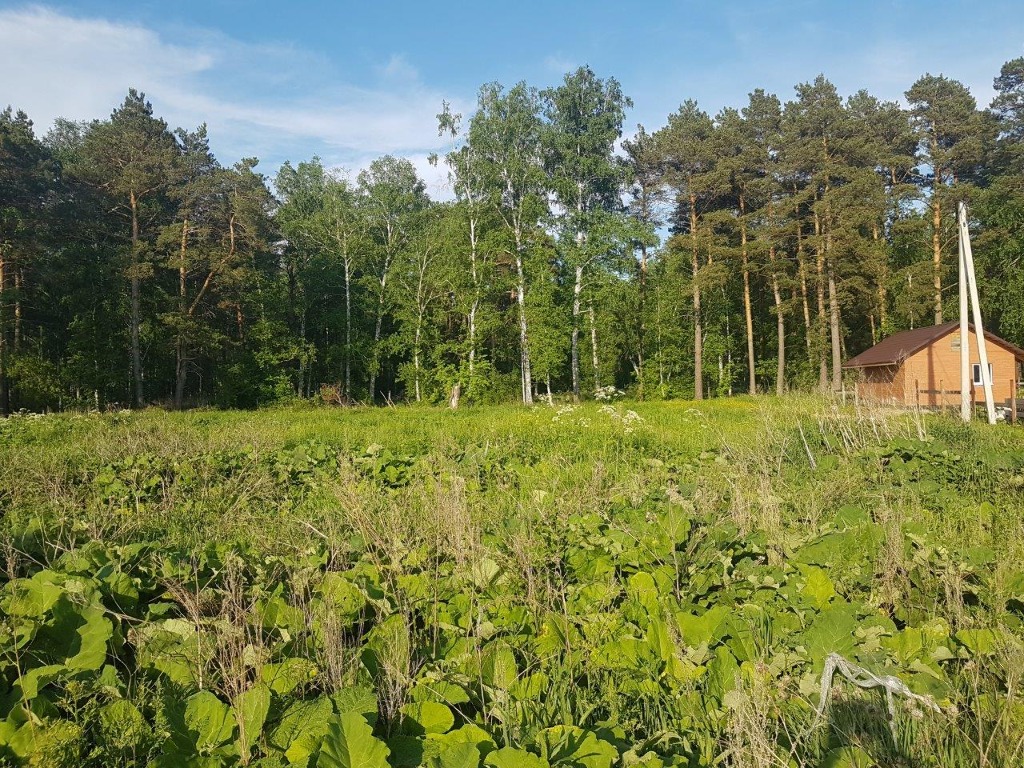 Земельные участки новосибирская область. Сосновка Новосибирского района. Поселок Сосновка. Земельный участок Сосновка. Сосновка 1 дача.