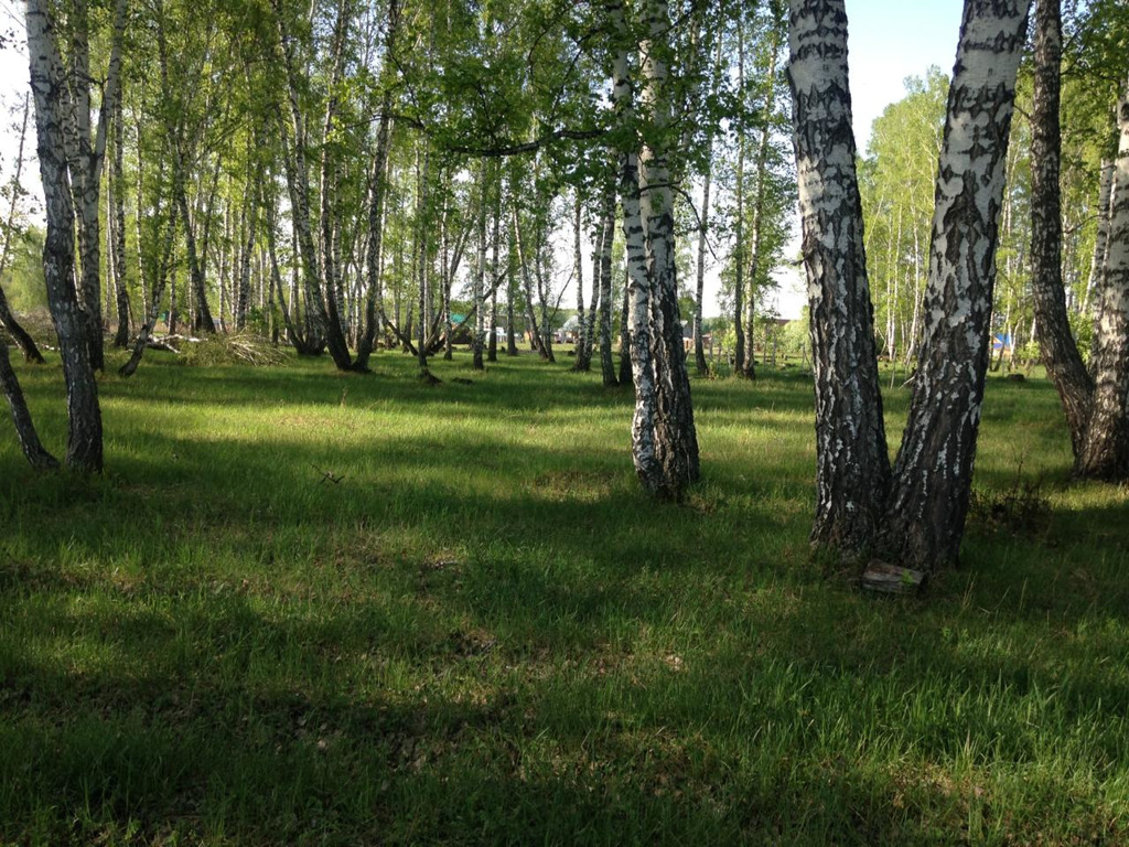 Участок новосибирская. Пайвино село Ярковский сельсовет Новосибирский район. Зверушка озеро в Ярково Новосибирском районе. Какие есть деревья в Ярковском районе. Какие деревья в Ярковском районе.