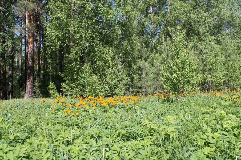 Сосновка новосибирск карта