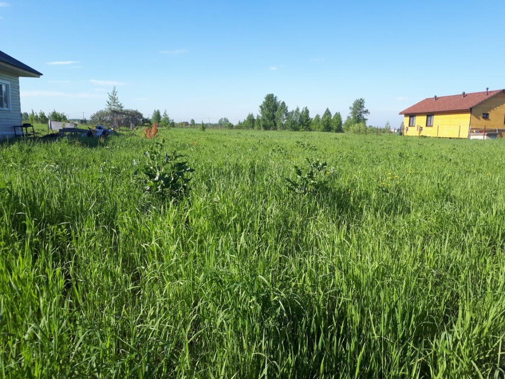 Окраина города опушка леса. Луговое разнотравье. Лесостепь нсо. Луговой новосибирск. Луговой новосибирск.