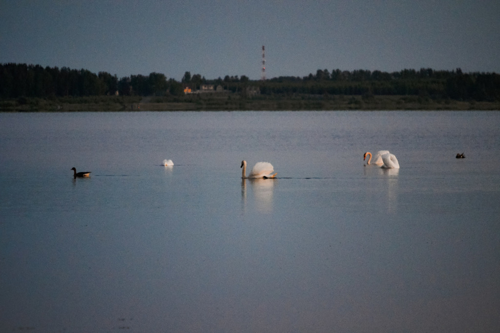 Село щелкун свердловская область. Озеро Щелкунское Свердловская область. Озеро Щелкун Свердловская область. Озеро Щелкунское Екатеринбург. Озеро Щелкун Сысертский район.